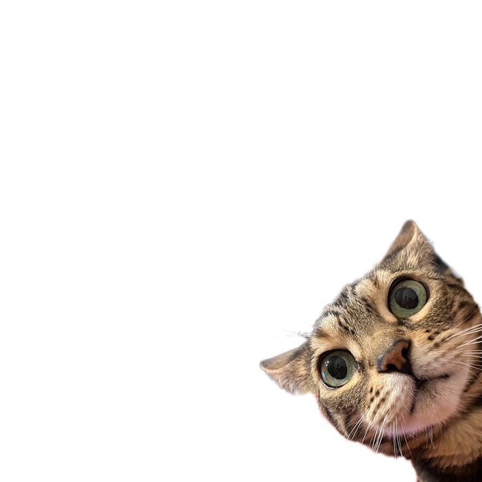 Мем, давайте придумаем мем!