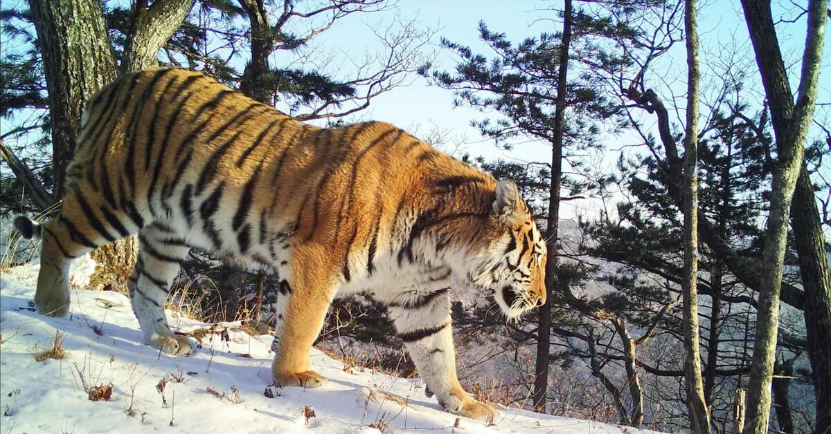 Самый дальневосточный. Амурский тигр и Дальневосточный леопард.