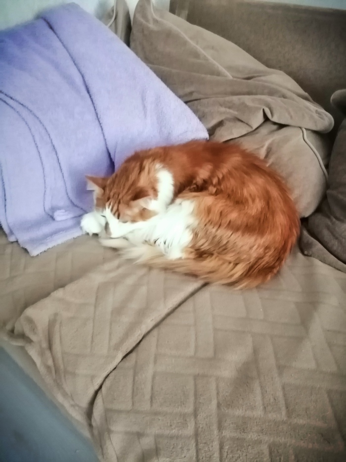 Как бороться с "КотоКазлами"?