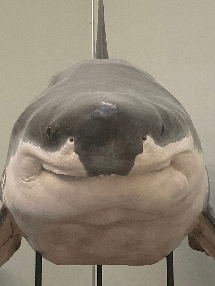 Мoё тотемное животноe Акула, Чучело, Музей