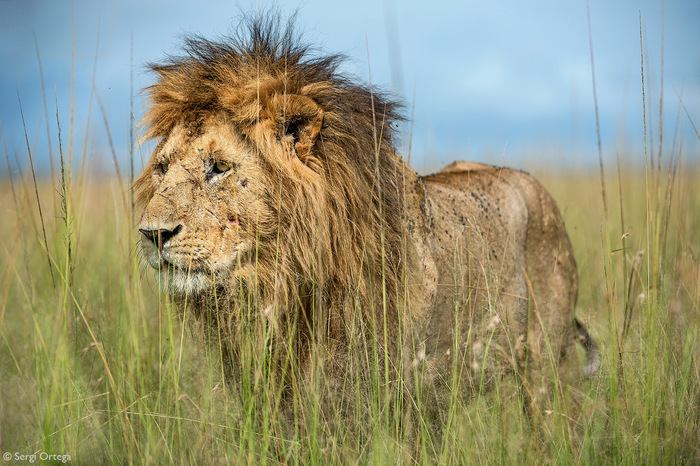 История конфликтов, записанная на морде