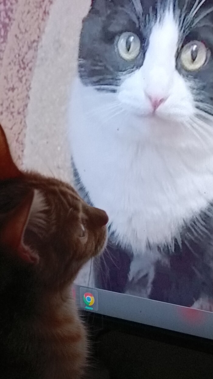 Кот сморит котомафию