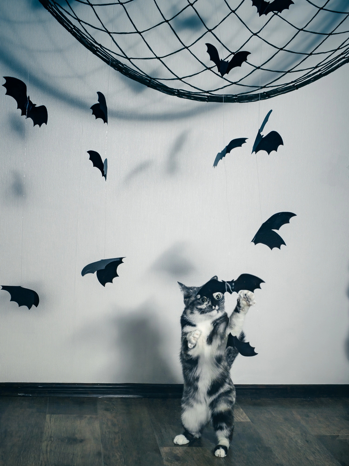 Коть субботняя/ убийственная