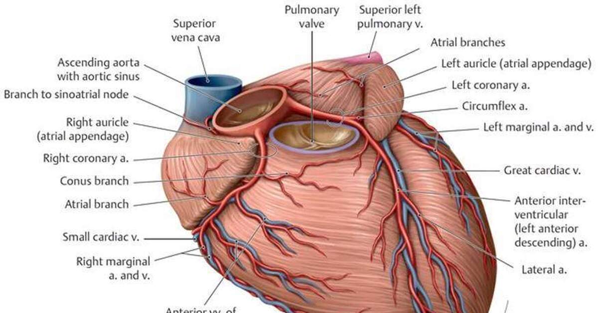 Пна. Анатомия коронарных артерий сердца. Левая венечная артерия анатомия. Коронарные артерии сердца.