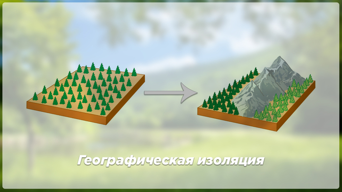 Биология. Изолирующие механизмы (кратко) | Пикабу