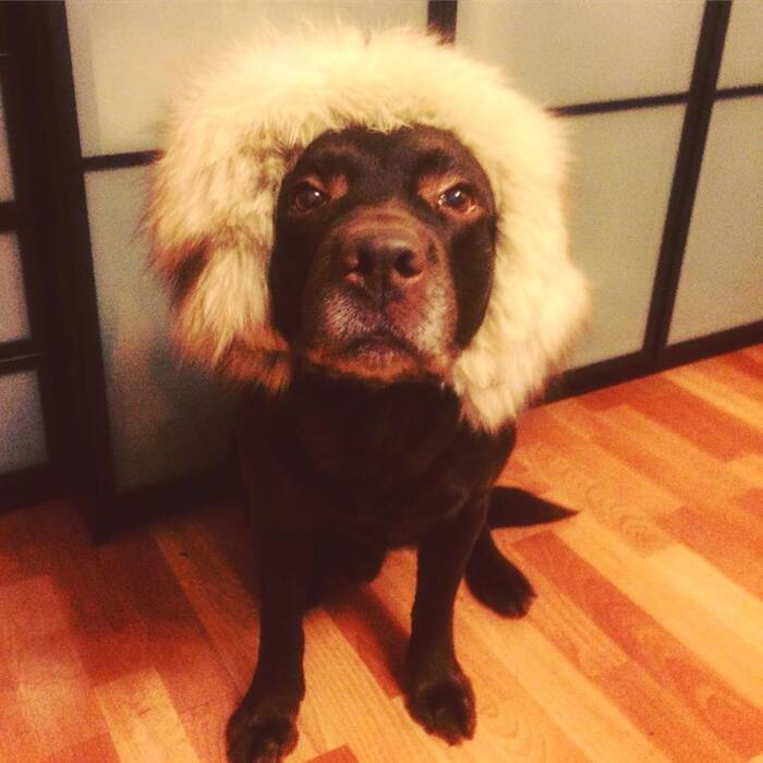 ������� � ��������