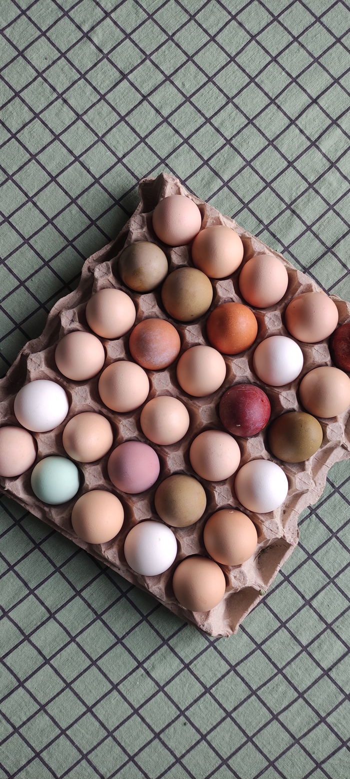 Курочки к пасхе готовятся Яйца, Курица, Сельское хозяйство, Сельская жизнь, Семейная ферма, Хобби, Длиннопост
