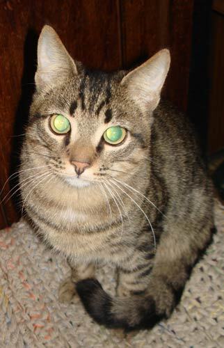 Уехал домой красавец кот Щук, Щуренок