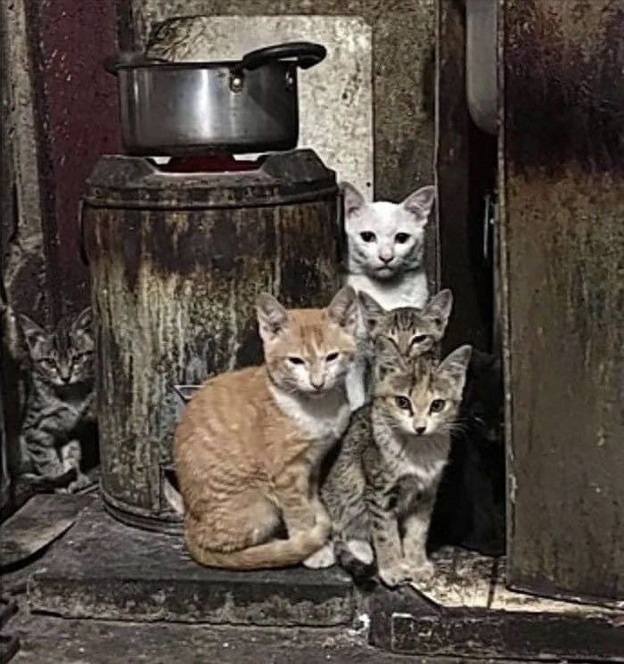 Просто шесть котов