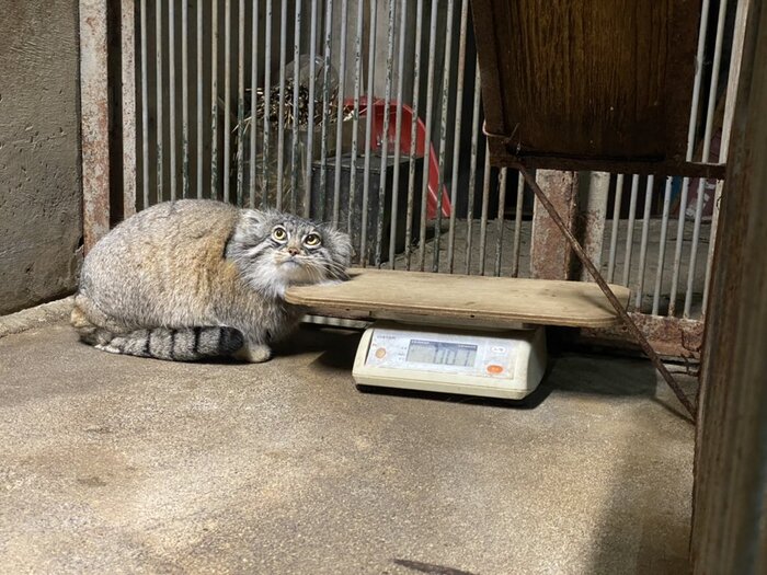 ���������?))