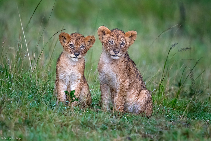 После дождя