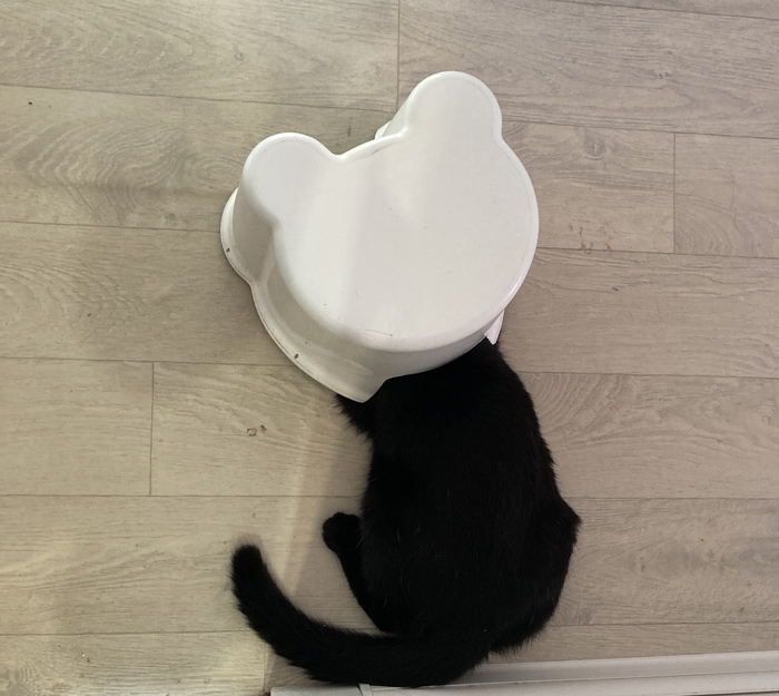 ����� ������� ����