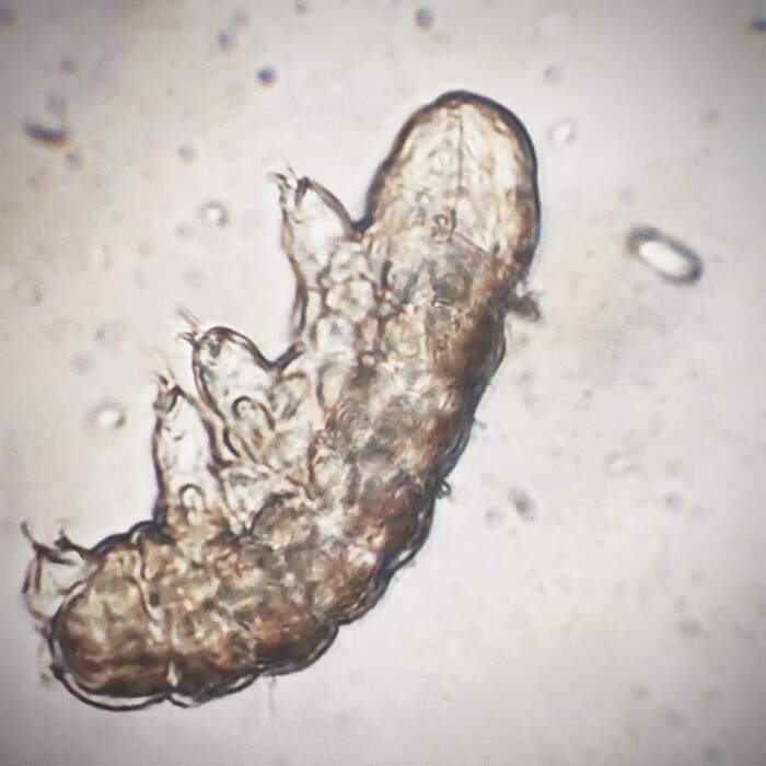 Кого зимой изучать под Микроскопом? Тихоходок! Микроскоп, Тихоходка, Биология, Видео, Вертикальное видео, Длиннопост