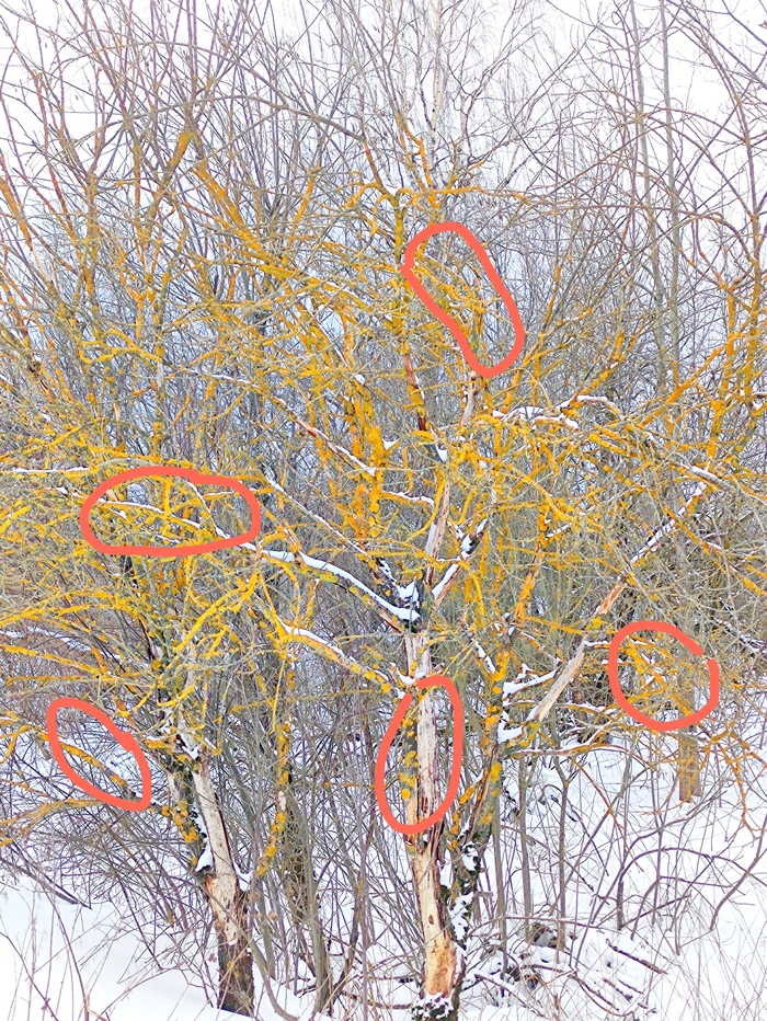 Кого зимой изучать под Микроскопом? Тихоходок! Микроскоп, Тихоходка, Биология, Видео, Вертикальное видео, Длиннопост