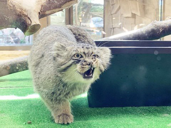 Самый чёткий пацанчик на районе