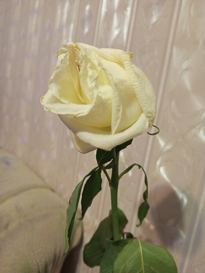 Увядшая роза...