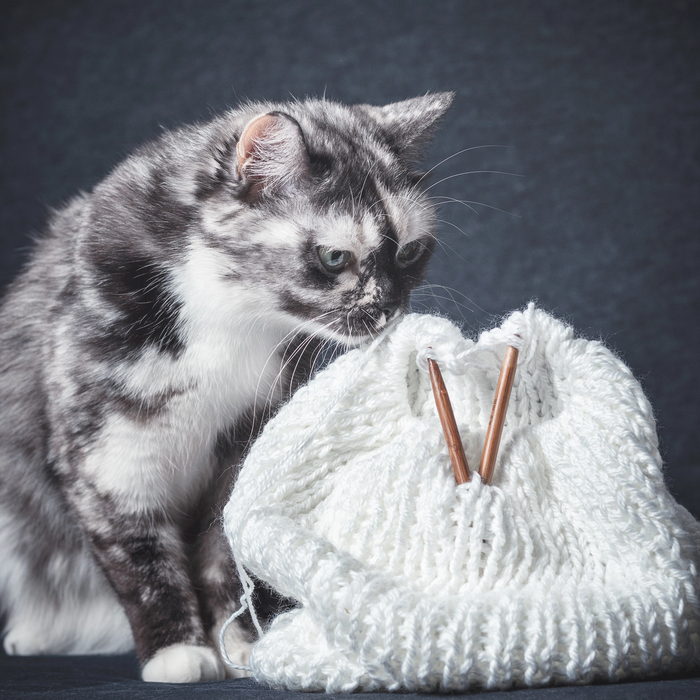 Коть средовая / бедовая)