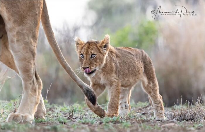 Предвкушая обед