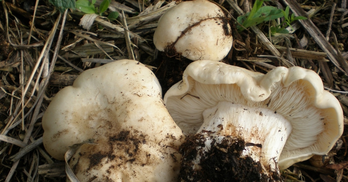 Весенние рядовки. Майский гриб Calocybe gambosa. Грибы луговые рядовки. Грибы майские рядовки. Рядовка Майская Calocybe gambosa.