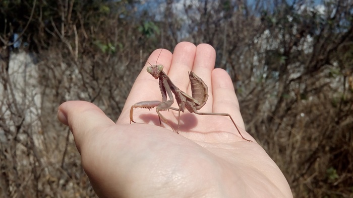 Ответ на пост «Ручной богомол»