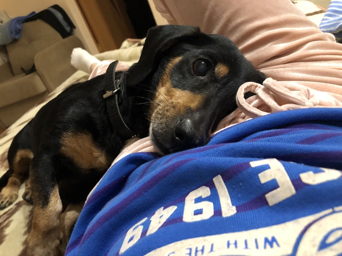 Мне привезли собакена