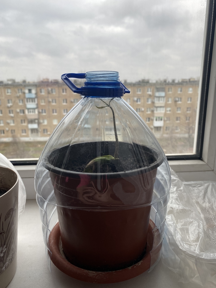 Манго Манго, Комнатные растения, Длиннопост
