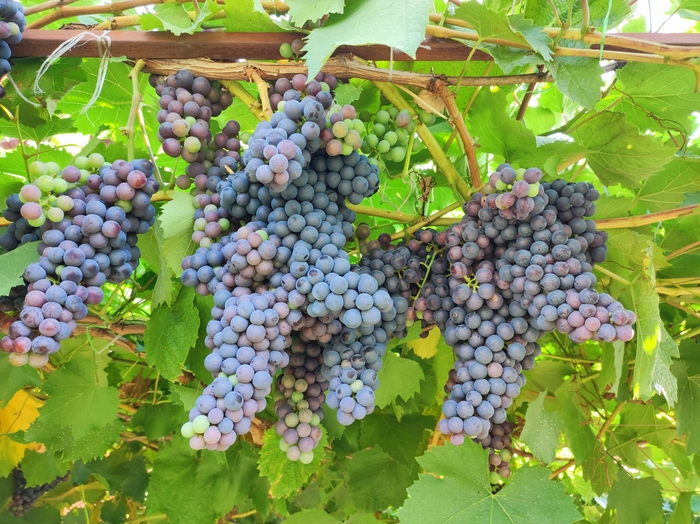Опрос по поводу статей об уходе за виноградом Виноград, Вино, Виноградник