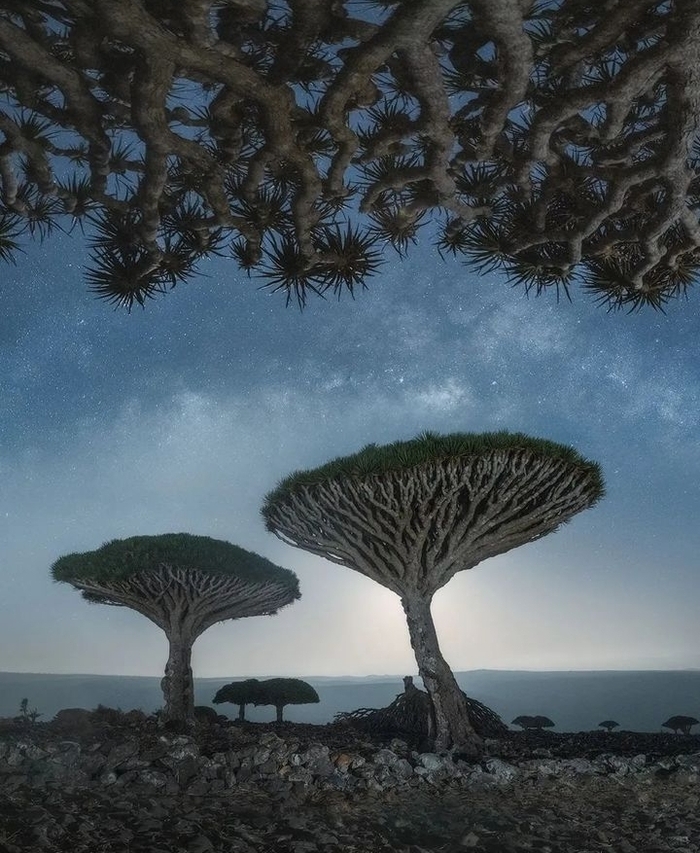 Драконово дерево Фотография, Дерево, Из сети, Красота, Пейзаж, Длиннопост