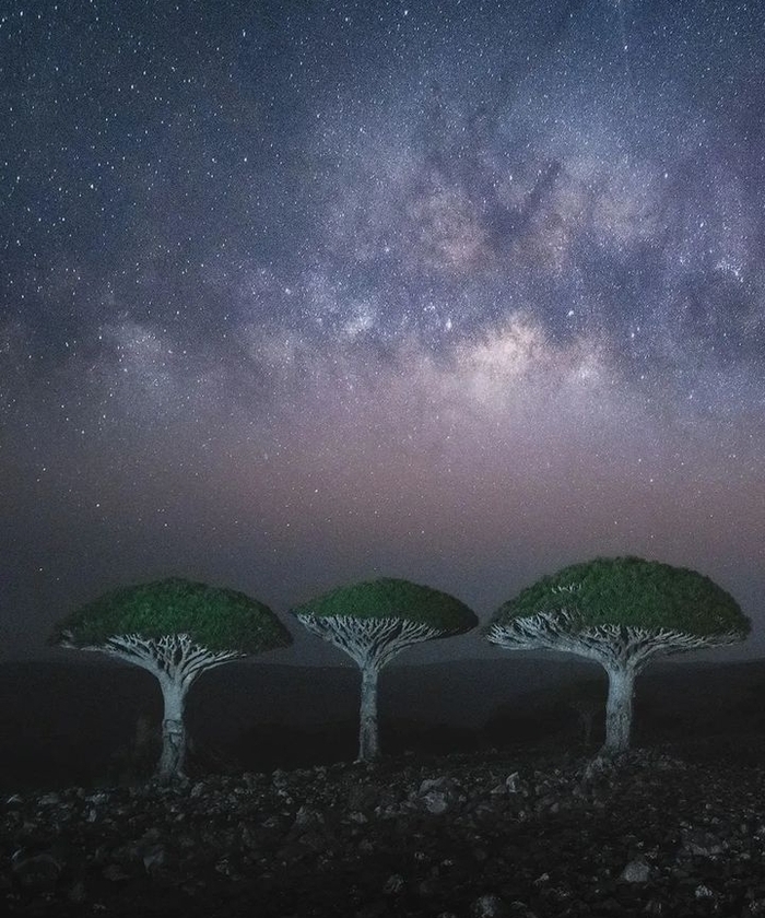 Драконово дерево Фотография, Дерево, Из сети, Красота, Пейзаж, Длиннопост