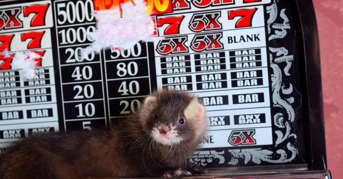 Сколько стоит правильное содержание хорька? | Пикабу