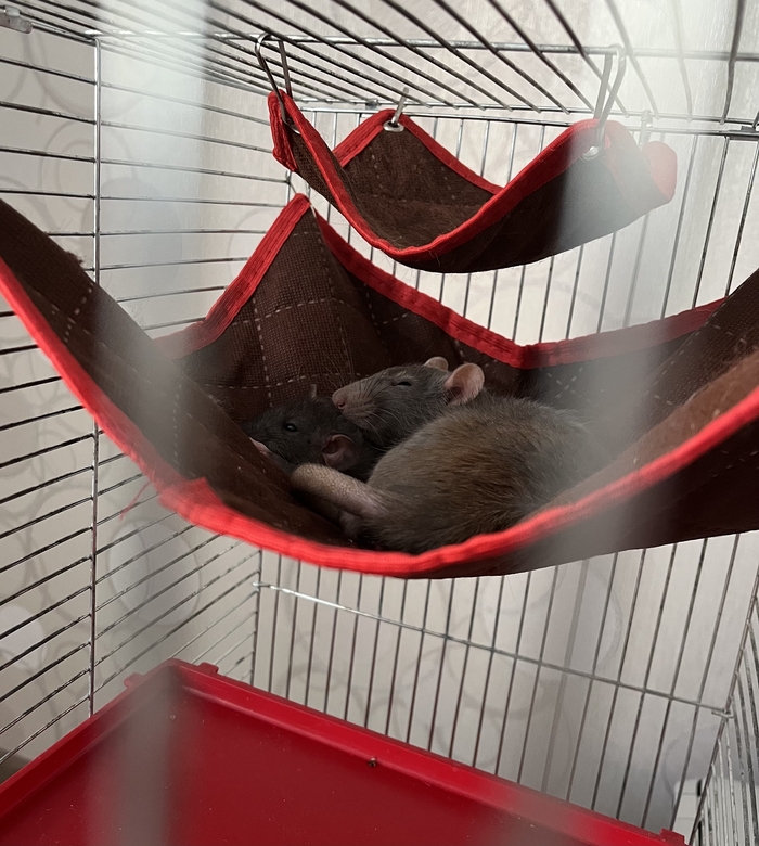 Пост памяти моей любимой девочке