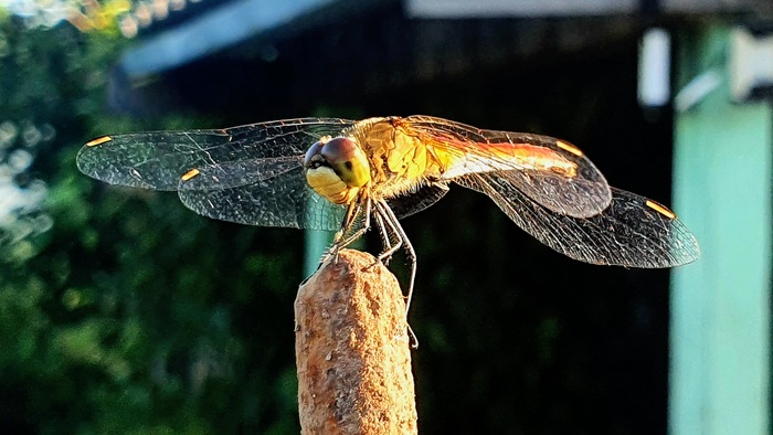 Воспоминания о лете