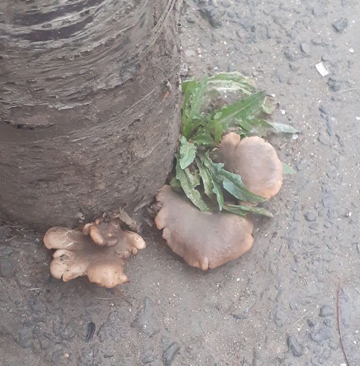 Грибочки после дождя