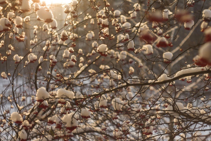 Солнечное зимнее