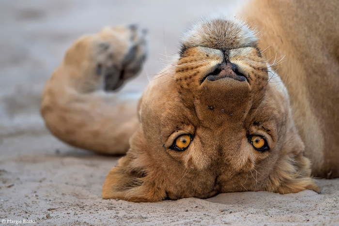 Львица наслаждается ничегонеделанием