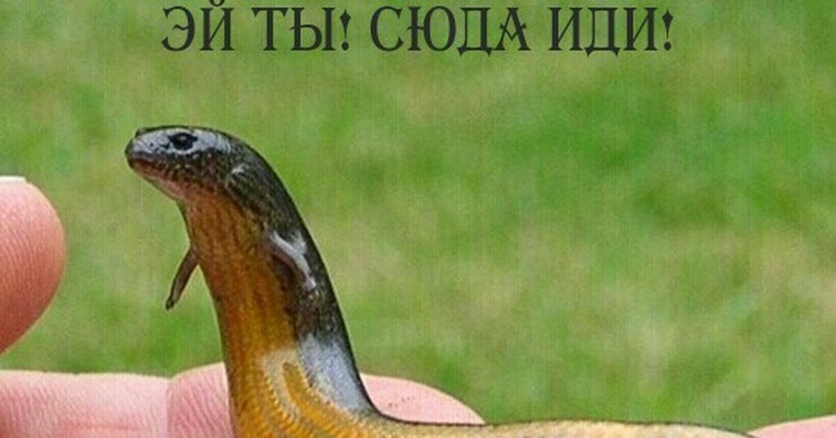 Желтобрюх