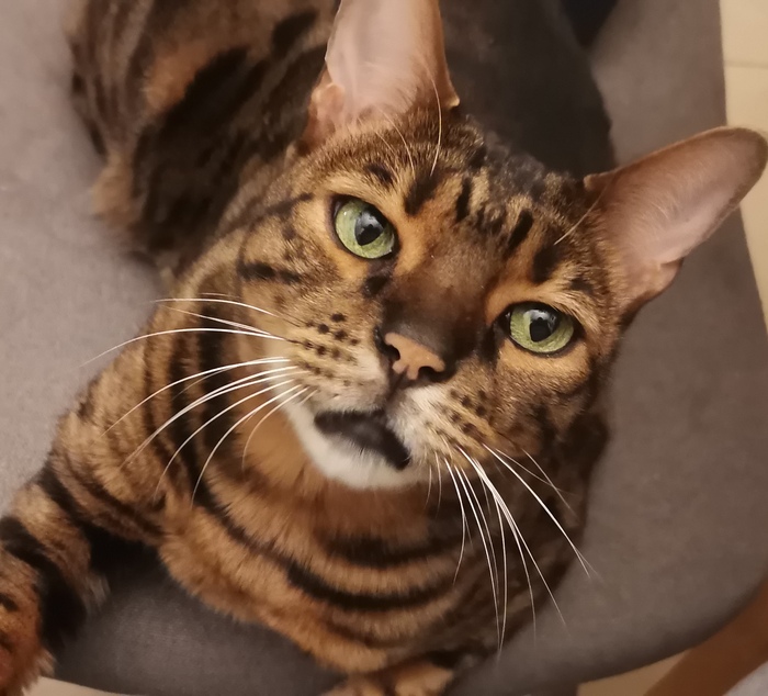 Мой котейка