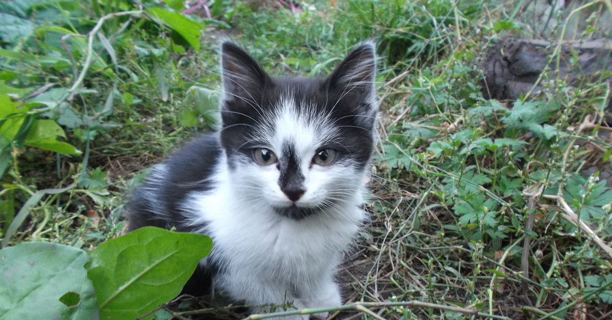 Симбоска младший котик.