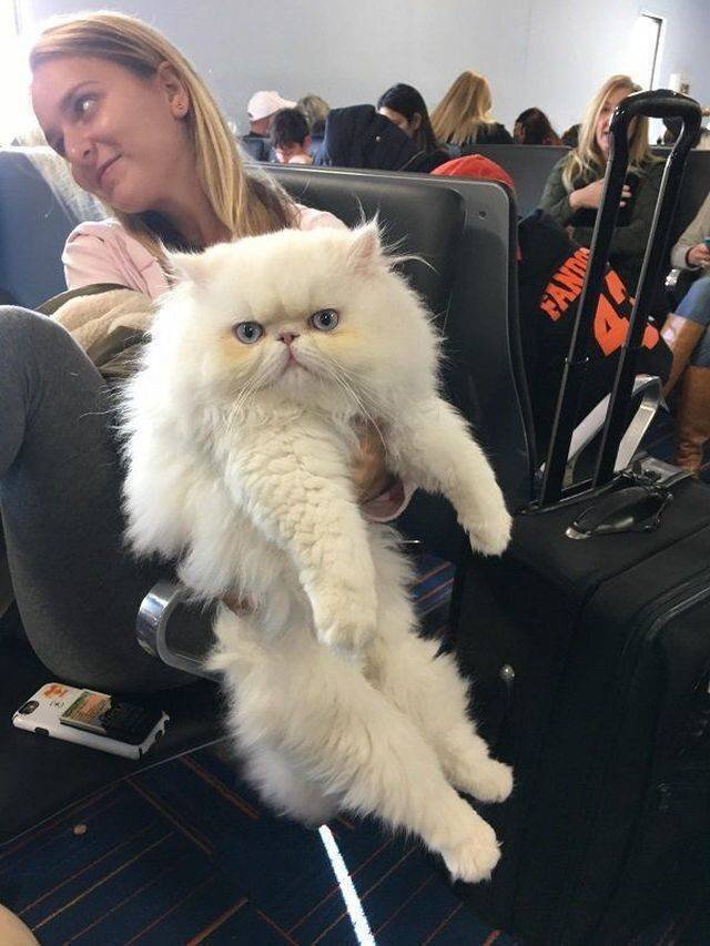 Девушка и кот