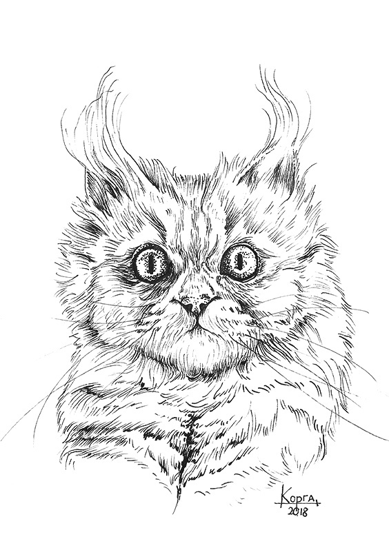 Котики | Пикабу