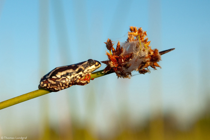  Hyperolius marmoratus