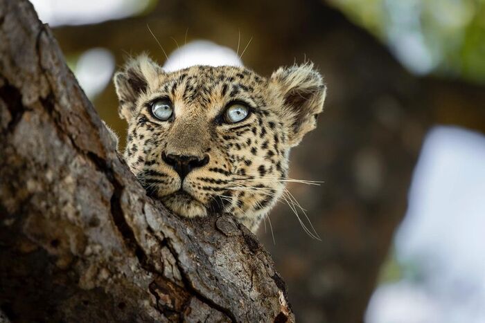 Голубоглазая мечтательница