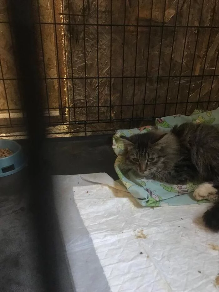 Приезд кота. Приезд кота
