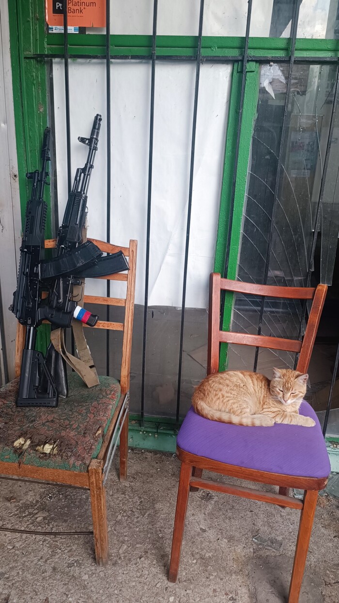 Сторожевой кот | Пикабу