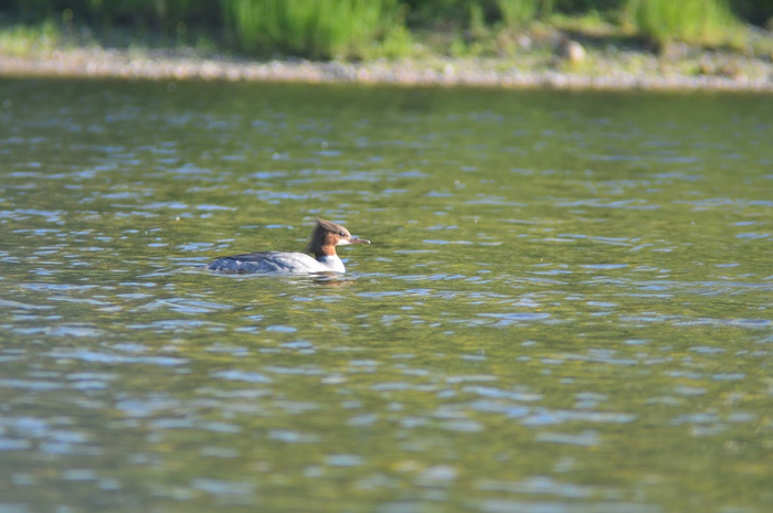 Крохаль и утята Nikon, Фотография, Сибирь, Красноярск, Крохаль, Утята, Длиннопост