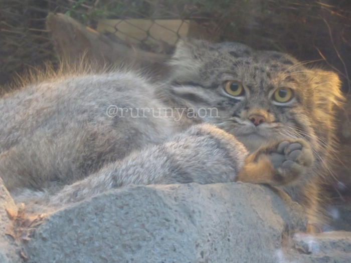 Думу думает :3 Манул, Семейство кошачьих, Малые кошки