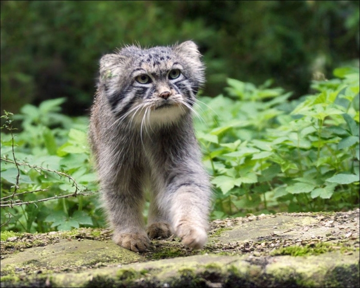 Я такой маленький, а уже самостоятельный, а ты...