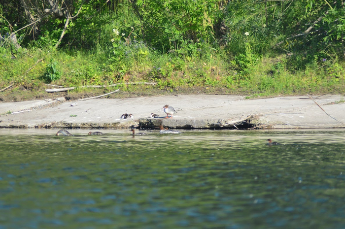 Крохаль и утята Nikon, Фотография, Сибирь, Красноярск, Крохаль, Утята, Длиннопост