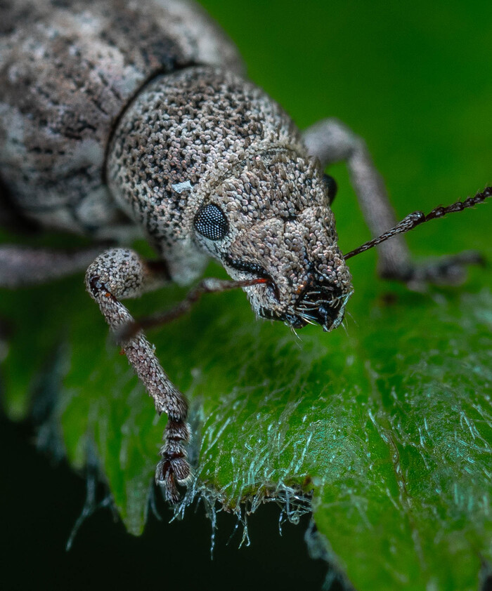 Портрет короткохоботного долгоносика