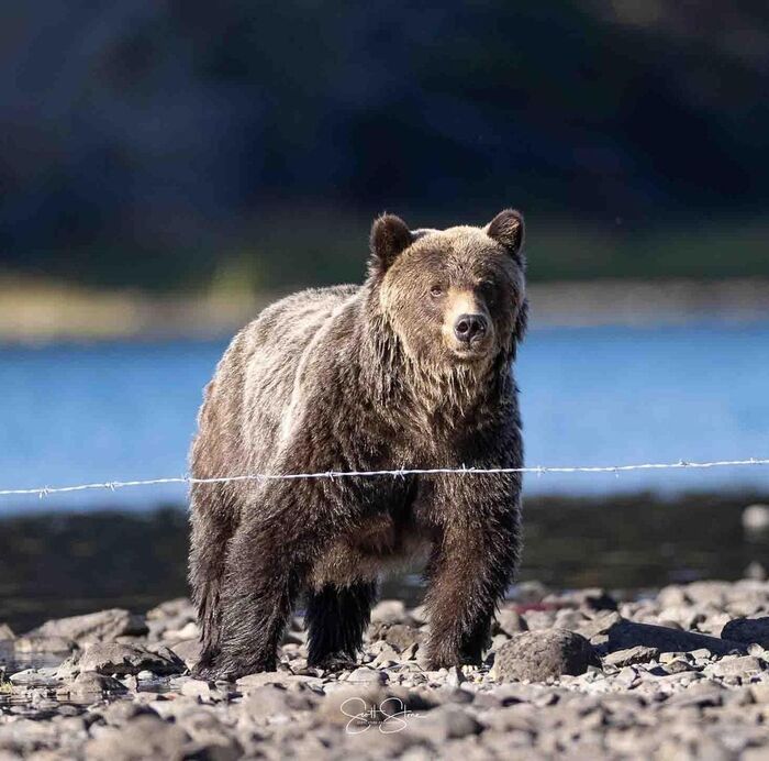 Медведица на пункте сбора ДНК